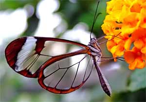 butterfly with transparent wings